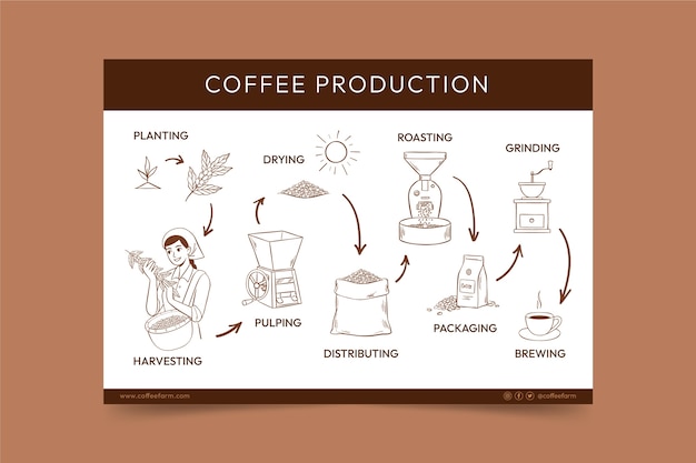Coffee Supply Chain